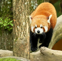 Parc animalier de Ste Croix