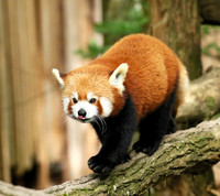 Parc animalier de Ste Croix