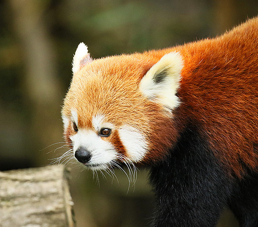 Parc animalier de Ste Croix