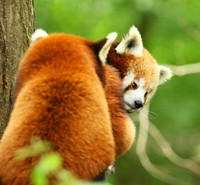 Parc animalier de Ste Croix
