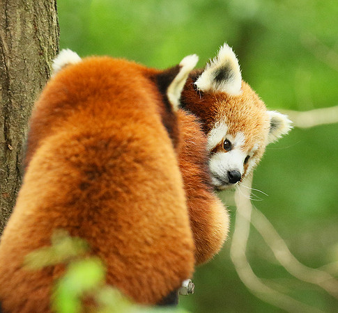 Parc animalier de Ste Croix