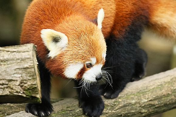 Parc animalier de Ste Croix