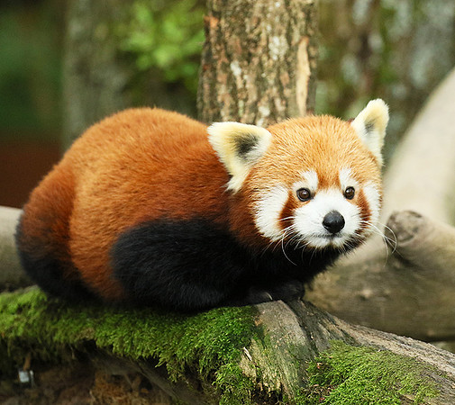 Parc animalier de Ste Croix