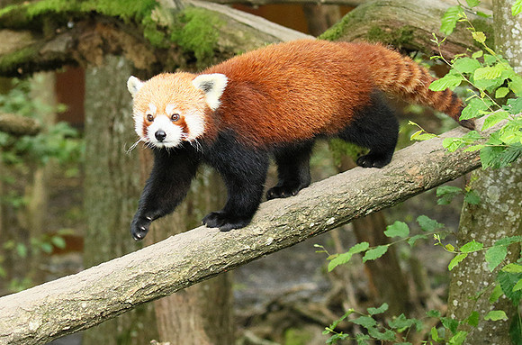 Parc animalier de Ste Croix
