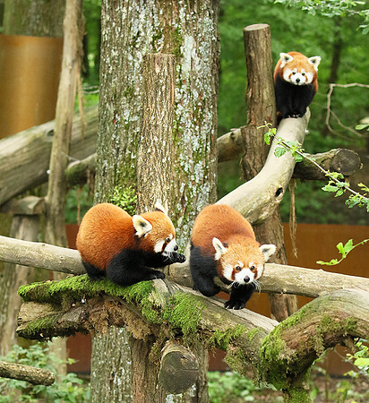 Parc animalier de Ste Croix