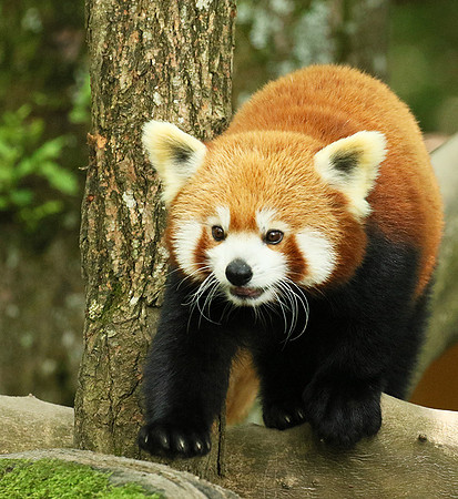 Parc animalier de Ste Croix