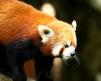Parc animalier de Ste Croix