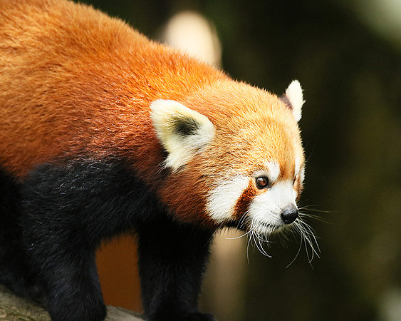 Parc animalier de Ste Croix