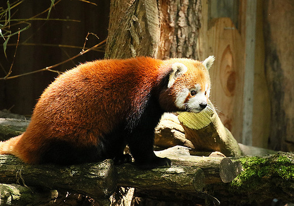 Parc animalier de Ste Croix