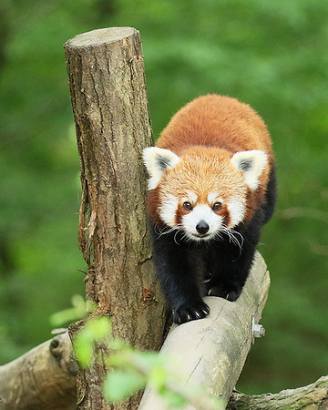 Parc animalier de Ste Croix