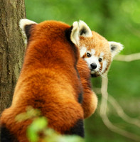 Parc animalier de Ste Croix