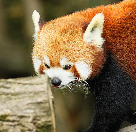 Parc animalier de Ste Croix