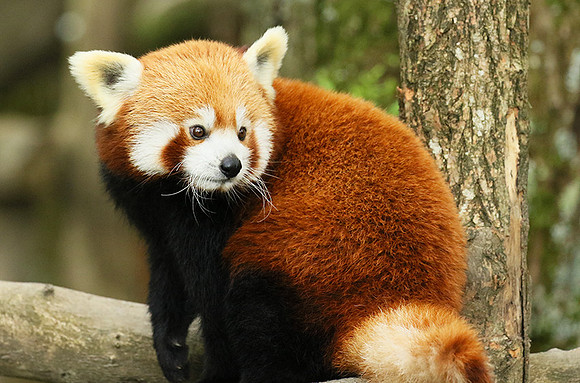 Parc animalier de Ste Croix