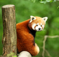 Parc animalier de Ste Croix