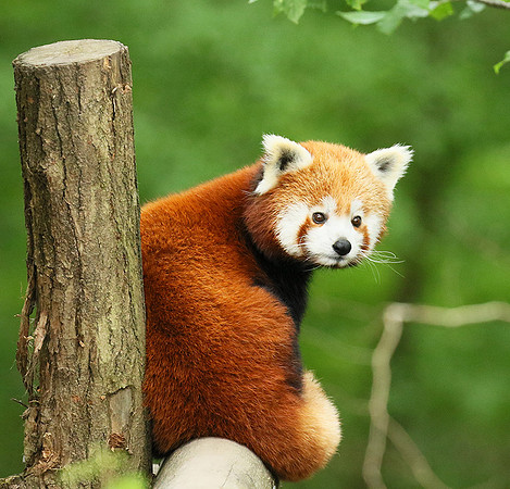 Parc animalier de Ste Croix
