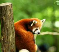 Parc animalier de Ste Croix