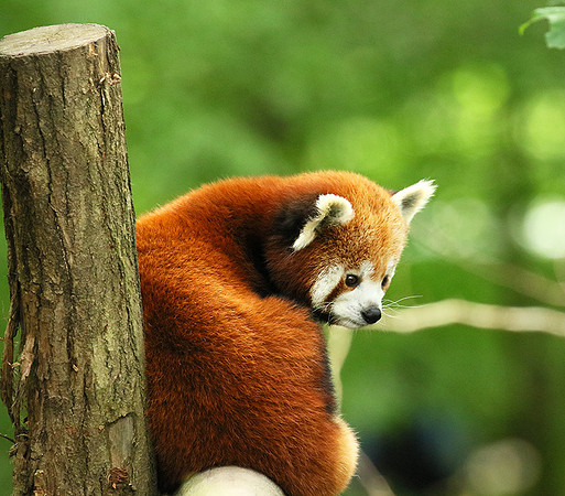 Parc animalier de Ste Croix