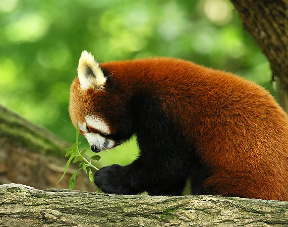 Parc animalier de Ste Croix