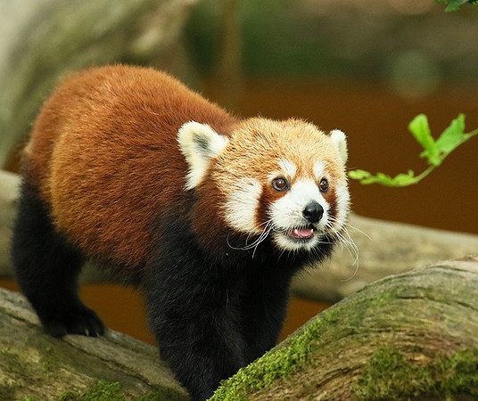 Parc animalier de Ste Croix