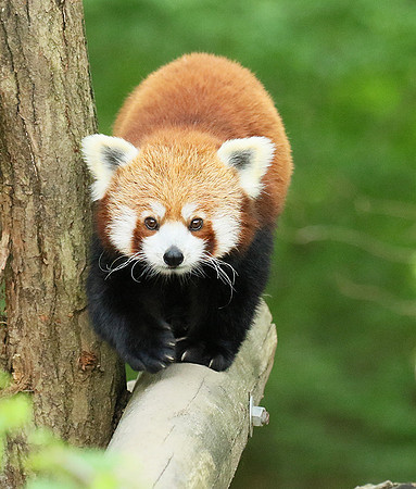 Parc animalier de Ste Croix
