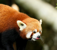 Parc animalier de Ste Croix