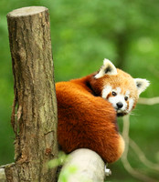 Parc animalier de Ste Croix