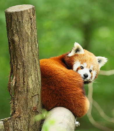 Parc animalier de Ste Croix