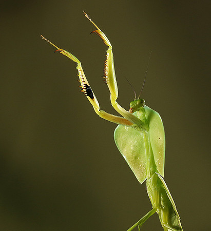 Praying mantis