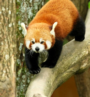 Parc animalier de Ste Croix