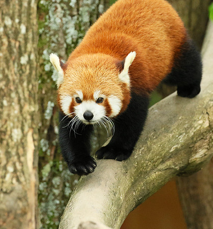 Parc animalier de Ste Croix