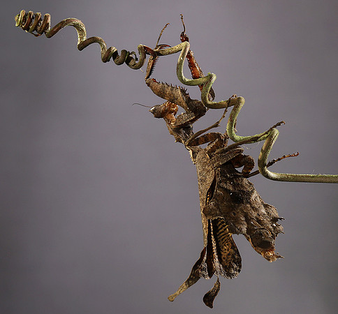 Leaf mantis acanthopid