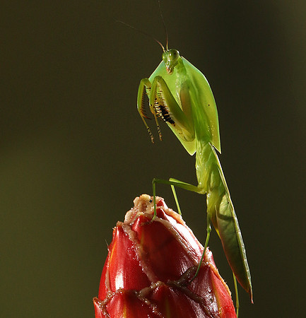 Praying mantis