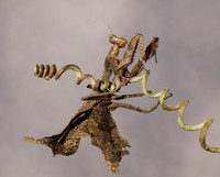 Leaf mantis acanthopid