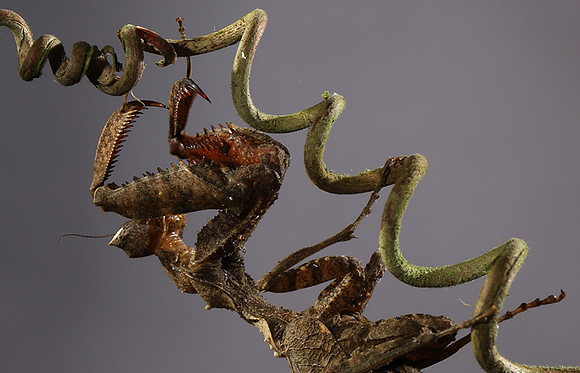 Leaf mantis acanthopid