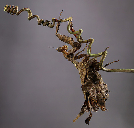 Leaf mantis acanthopid