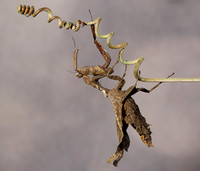 Leaf mantis acanthopid