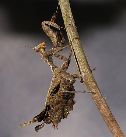 Leaf mantis acanthopid