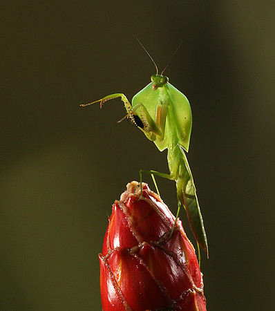 Praying mantis
