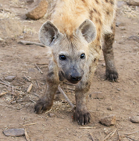 At Kruger NP