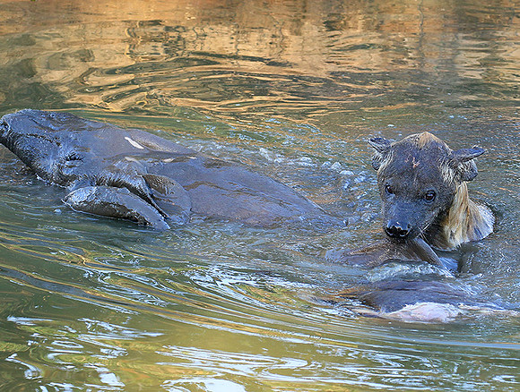 Timbavati private game reserve