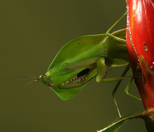 Praying mantis