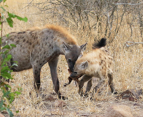 At Kruger NP