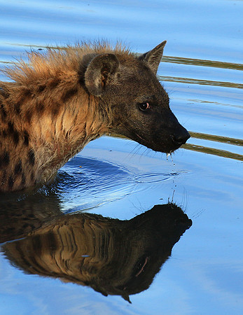 Timbavati private game reserve
