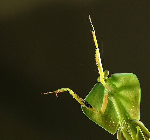 Praying mantis