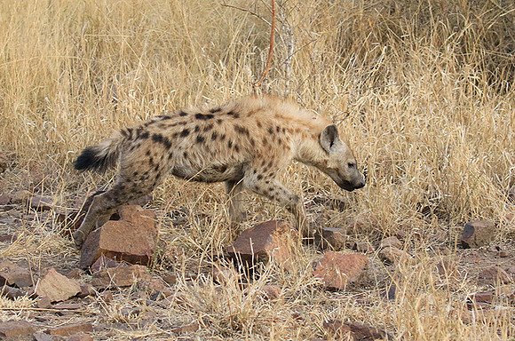 At Kruger NP