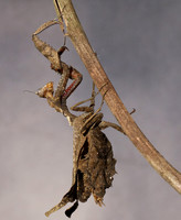 Leaf mantis acanthopid