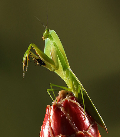 Praying mantis