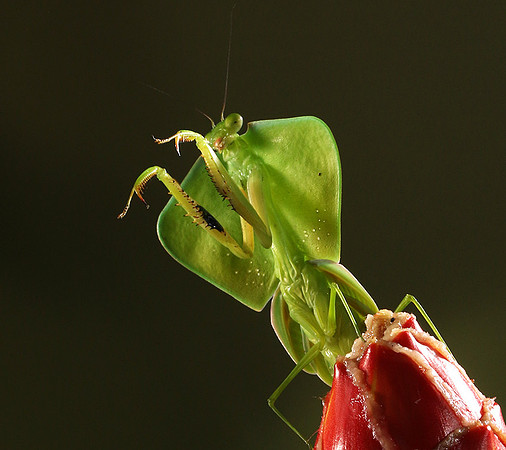 Praying mantis