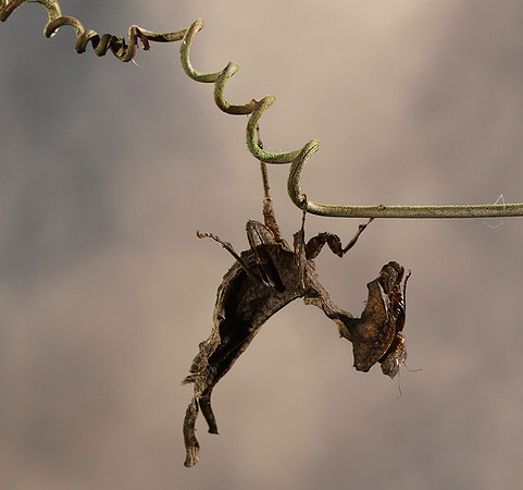 Leaf mantis acanthopid