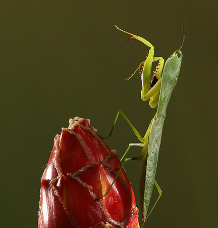 Praying mantis
